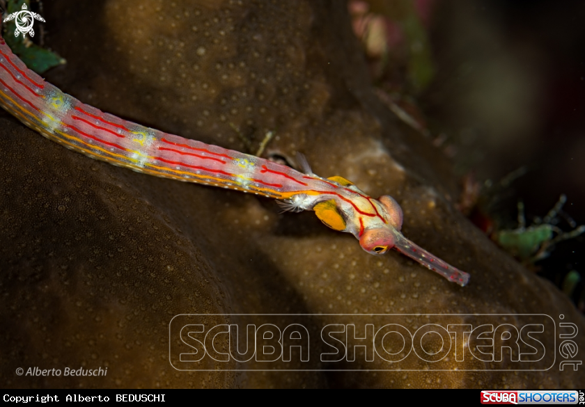 A Niddle fish
