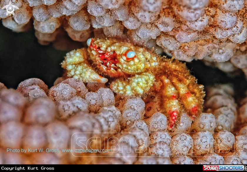 A Crab