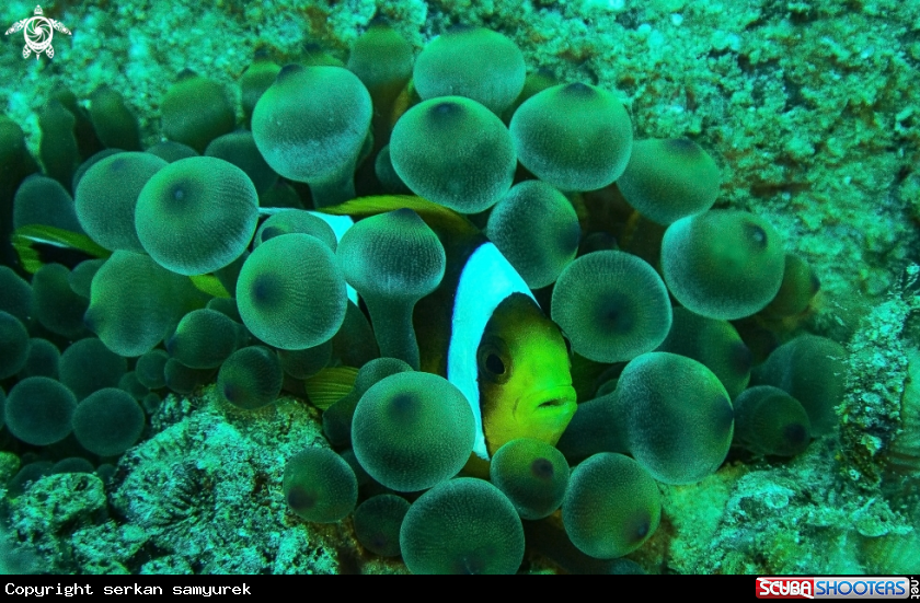 A clownfish