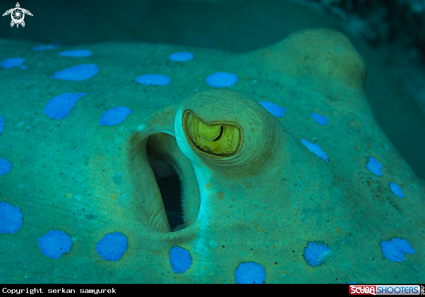 A pleco