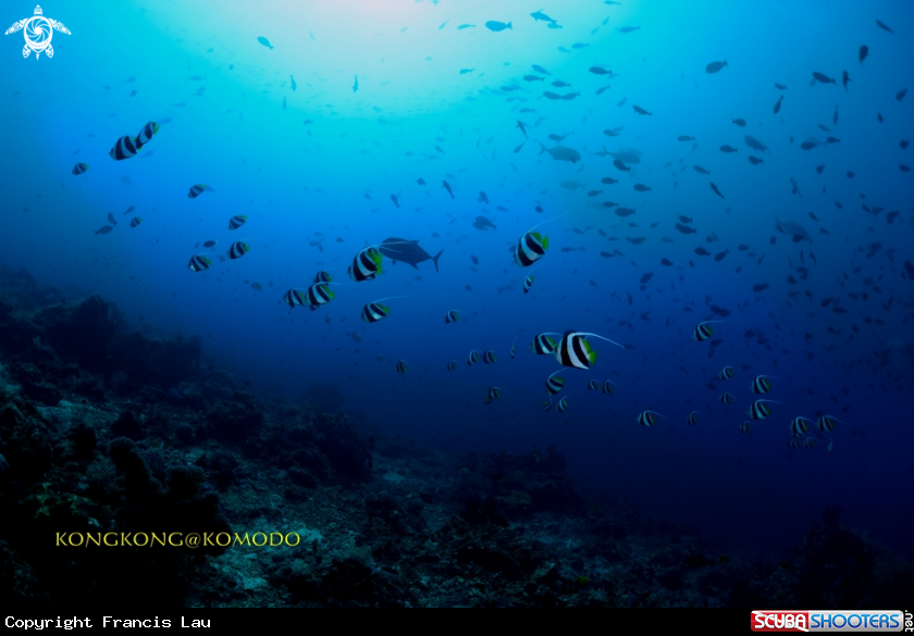 A Banner Fish