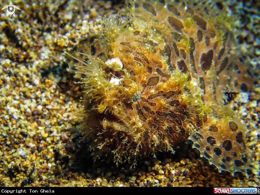 A Hairy Frog Fish