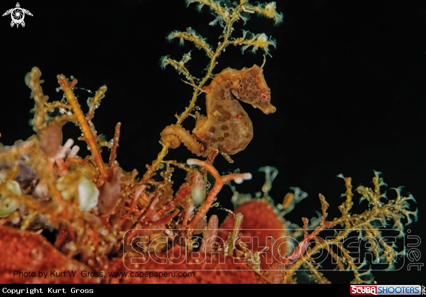 A Pigmy Seahorse