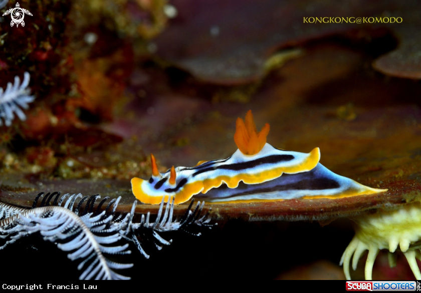 A Nudibranch