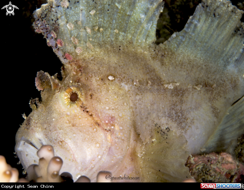 A Leaf Scorpion Fish