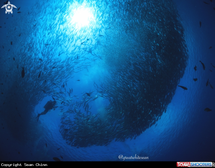 A Jackfish