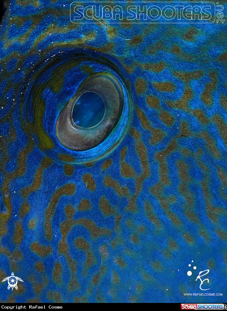 A underwater creature