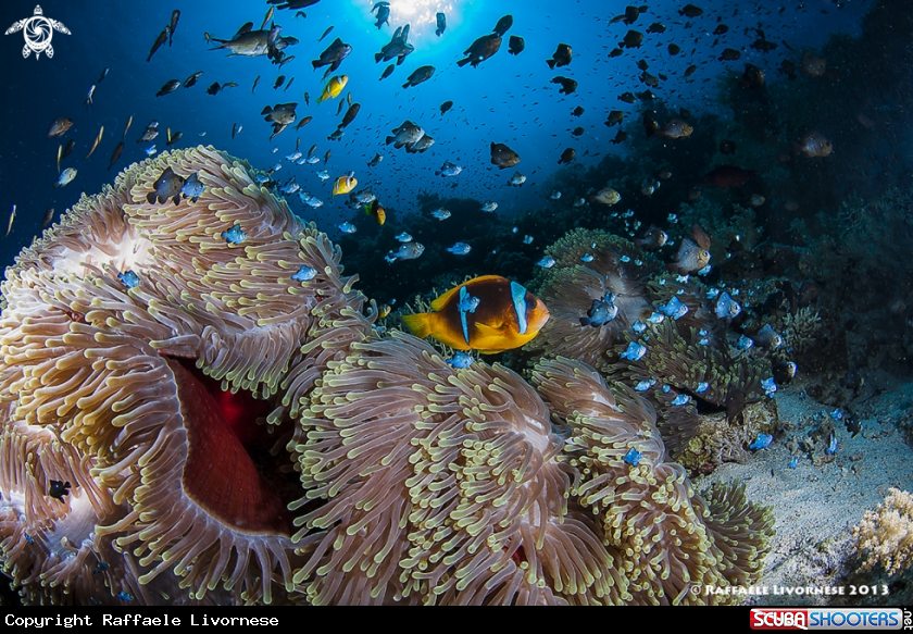 A clownfish in the anemone with sun