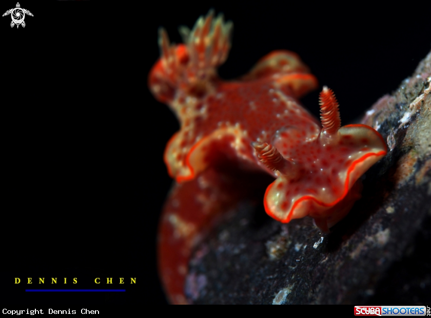 A Trilobate ceratosoma
