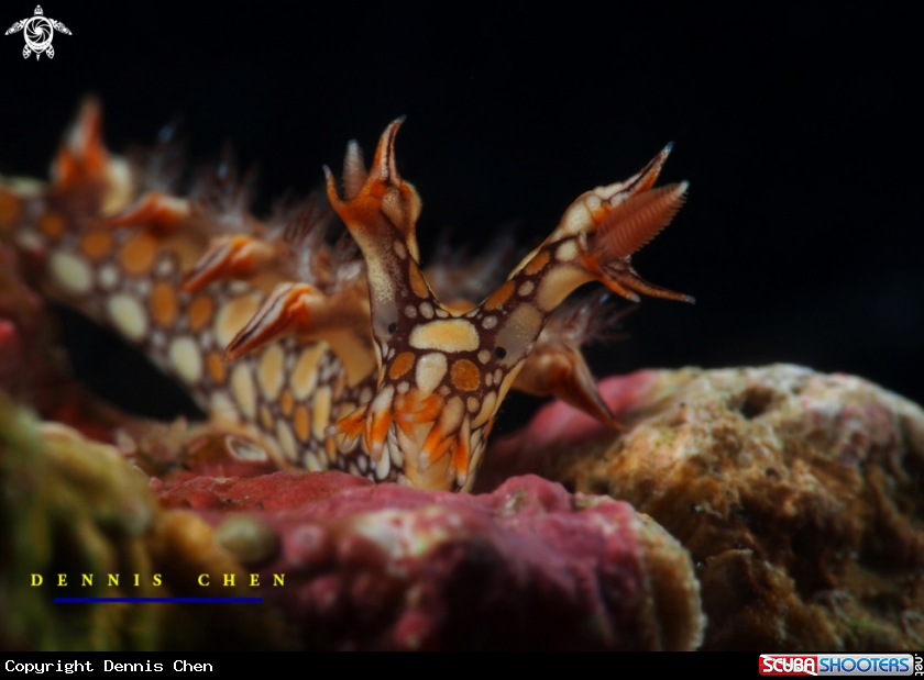 A Bornella anguilla