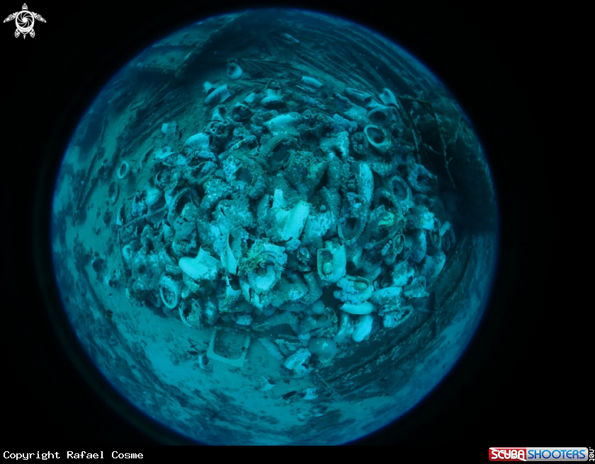 A underwater creature