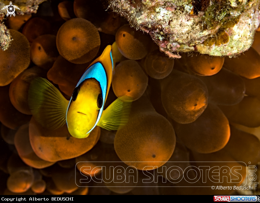A Clownfish