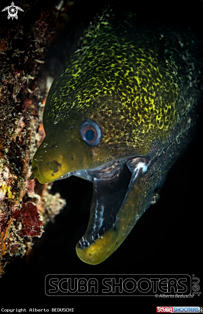 A Green Moray