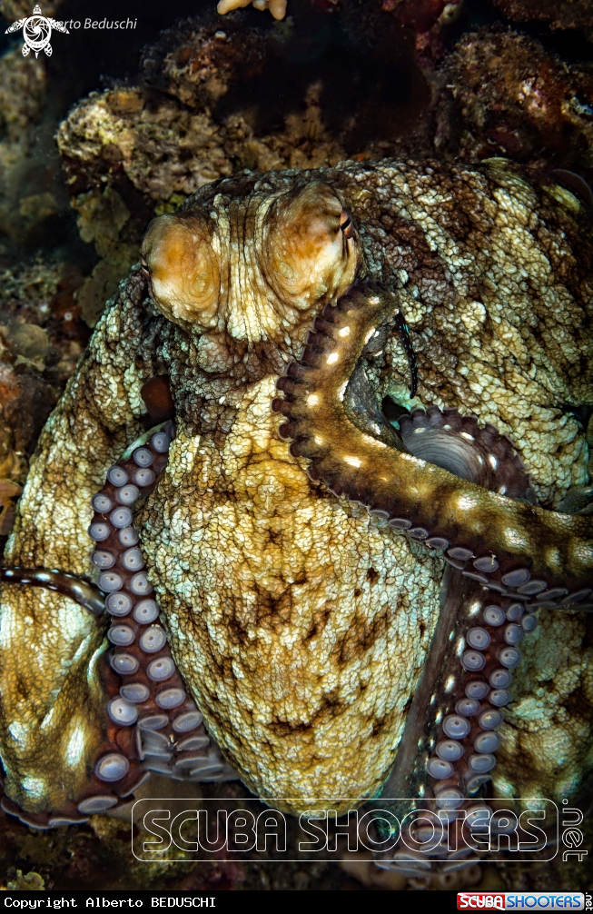 A Octopus
