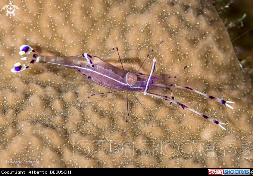 A Shrimp