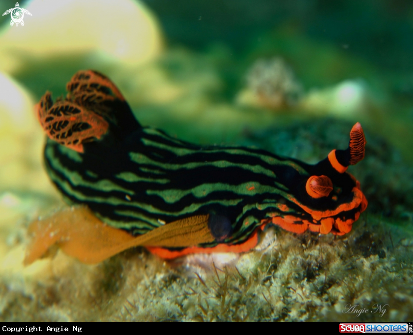 A Nudibranchs 