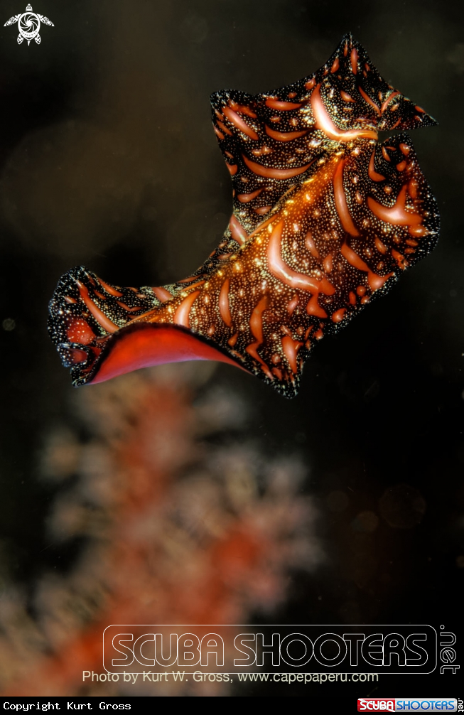 A Flat worm