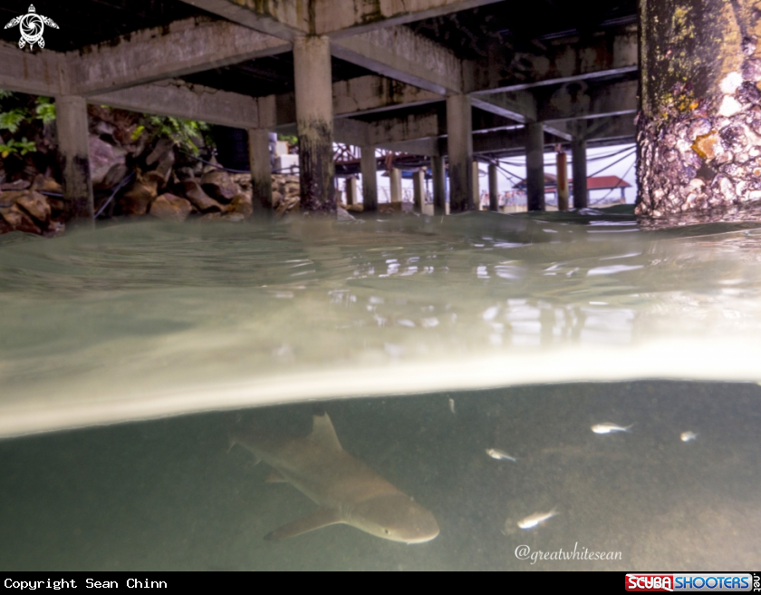 A Blacktip Reef Shark
