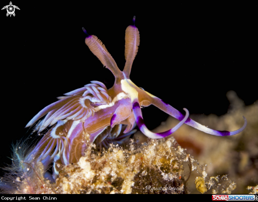 A Nudibranch
