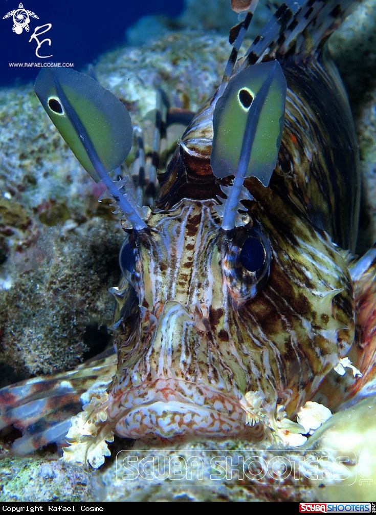 A lion fish
