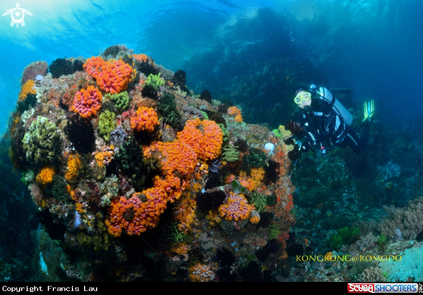 A Coral