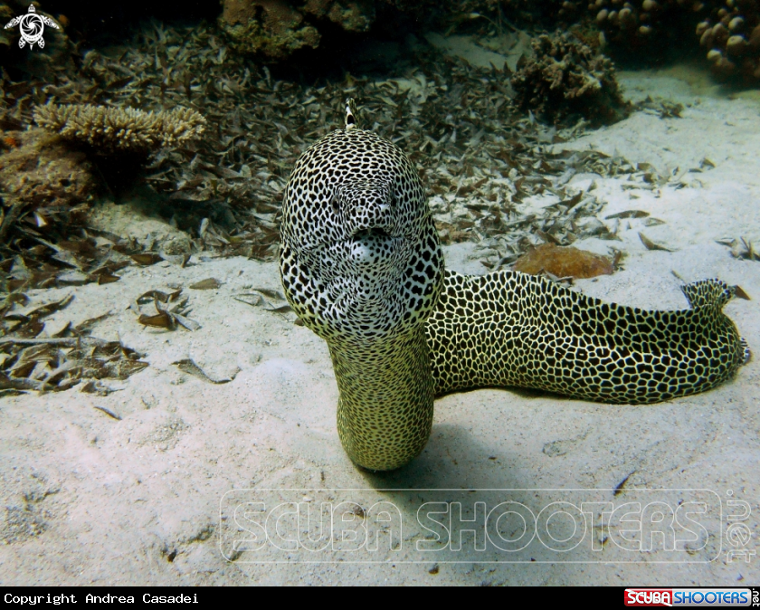 A Gymnothorax favagineus