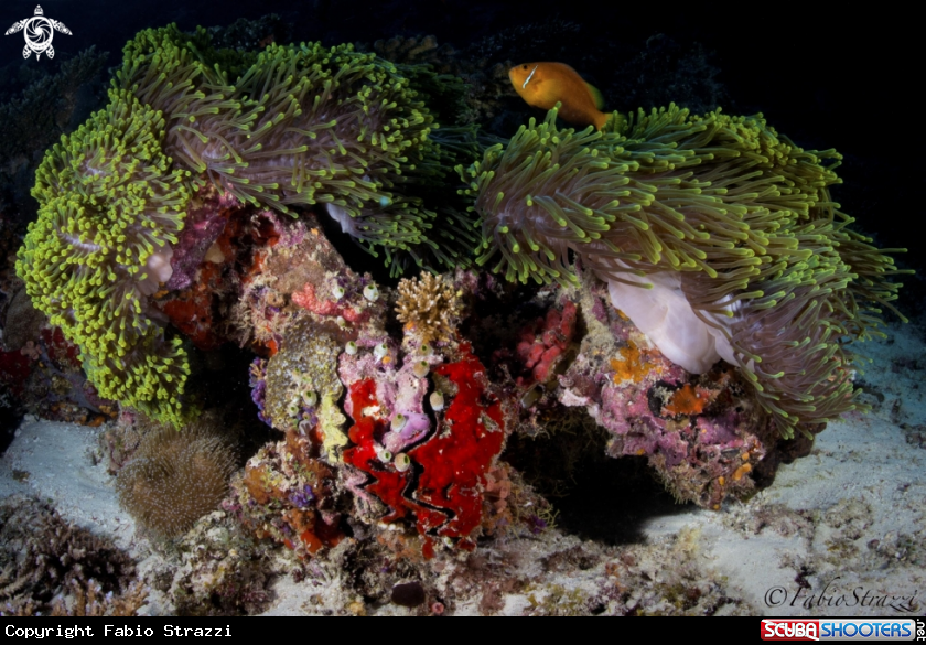 A Reef 