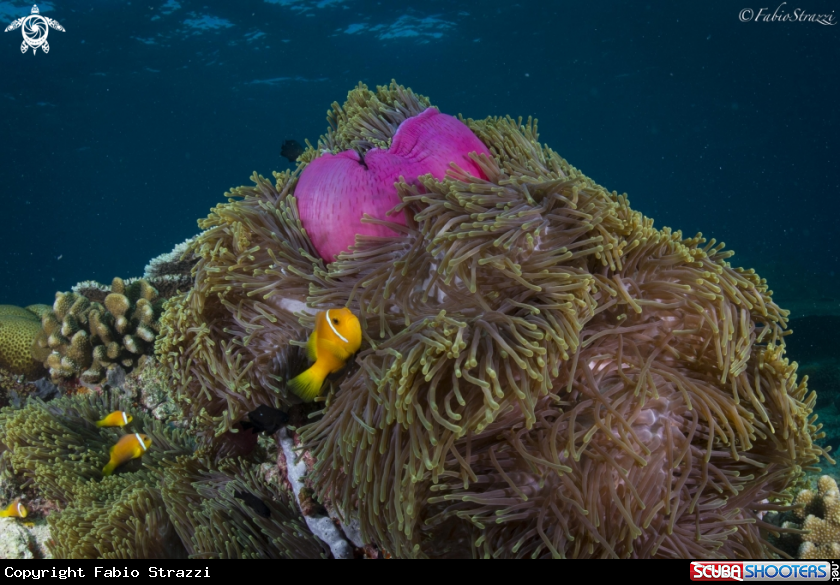 A Reef 