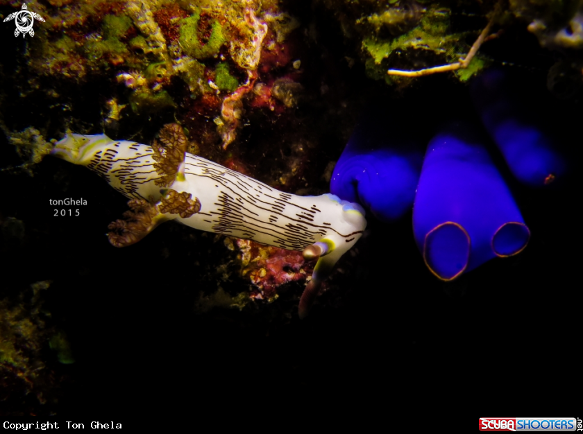 A Nudibranch