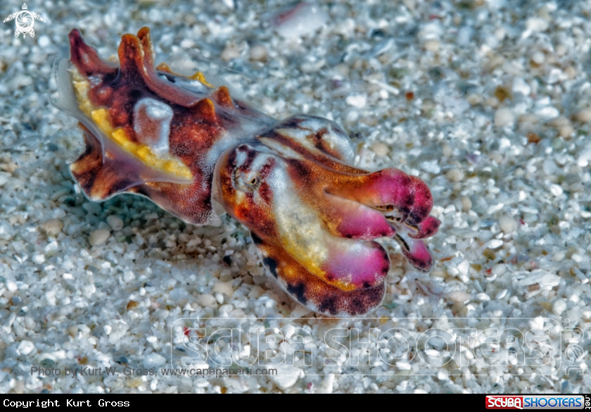 A Flamboin Sepia