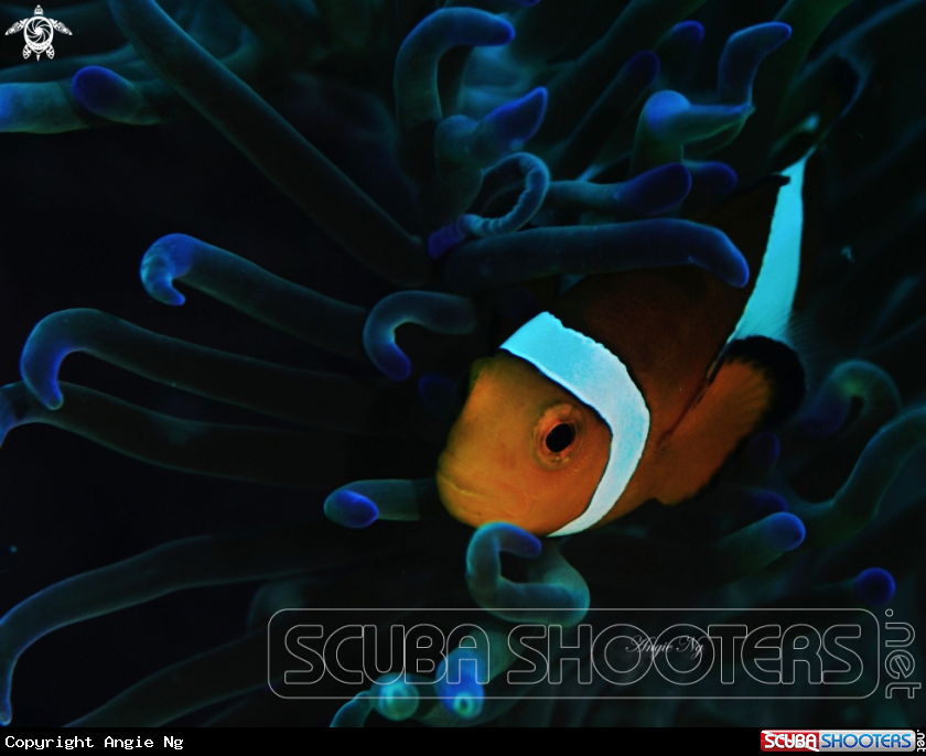 A Anemonefish