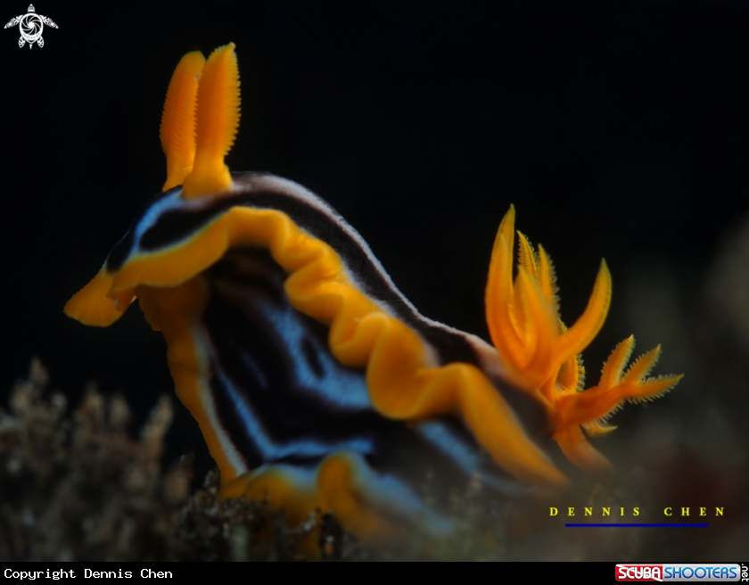 A Chromodoris magnifica