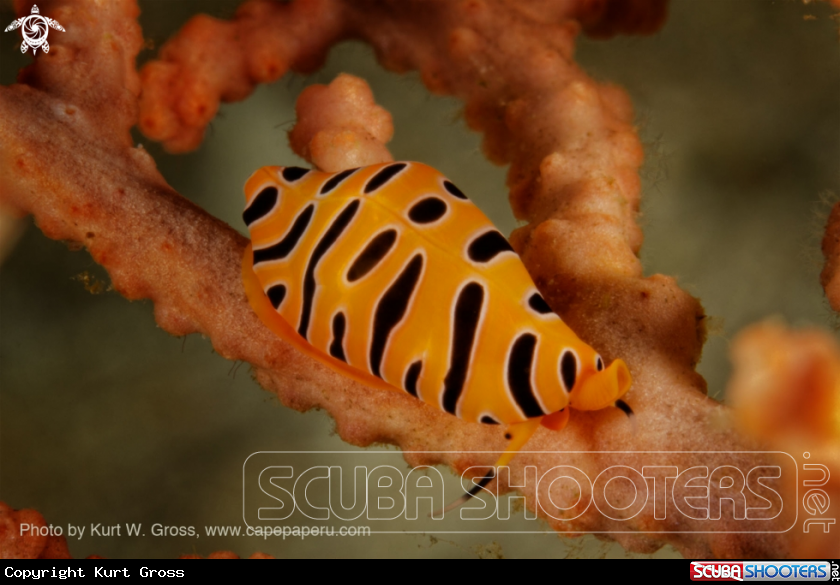 A Tiger Kauri
