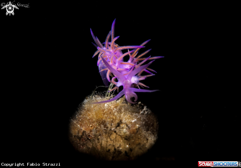 A Flabellina