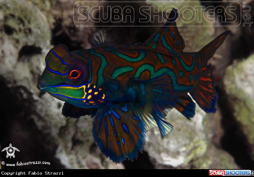 A Mandarin fish