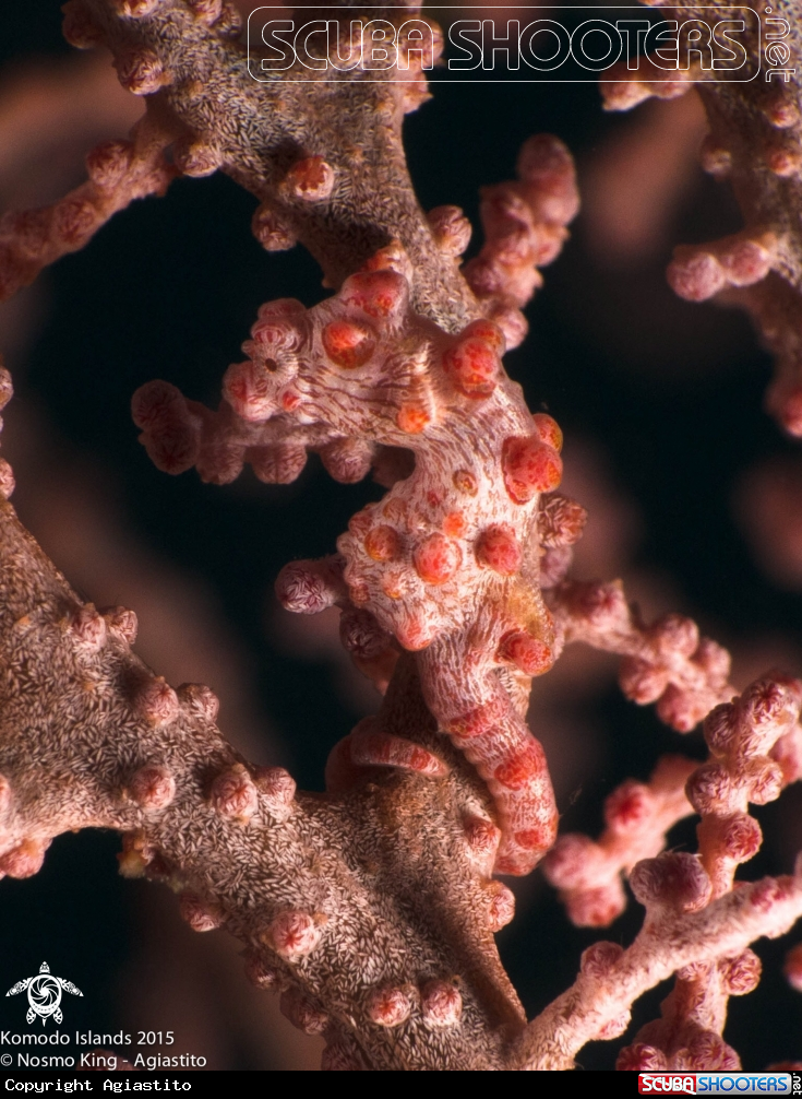 A Bargibant's seahorse