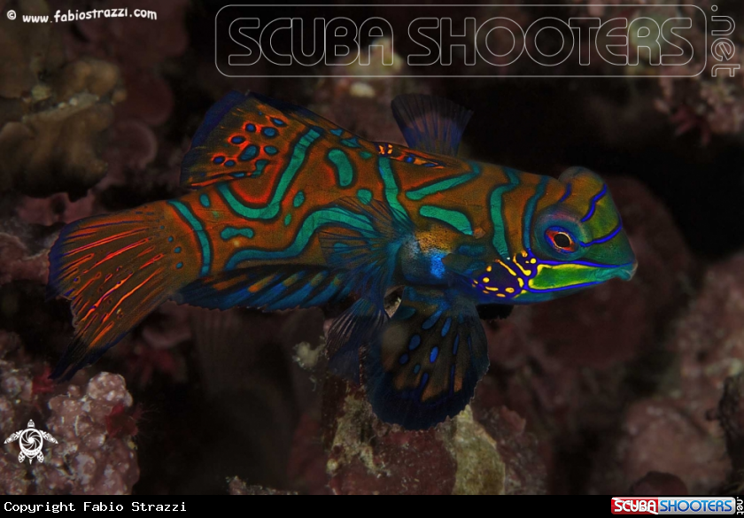 A Mandarin fish
