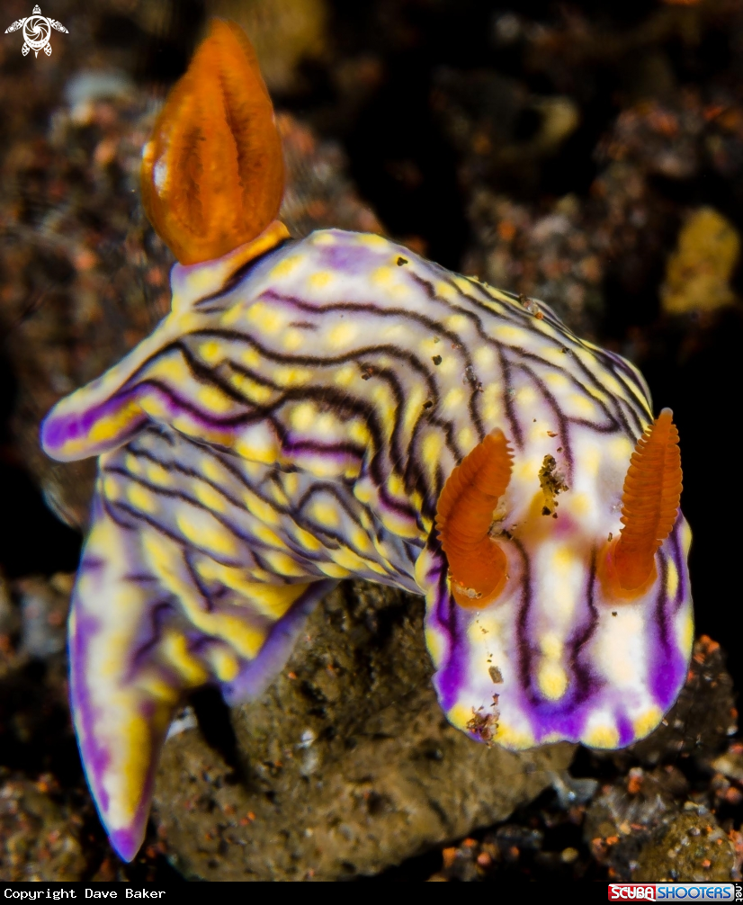 A Nudibranc