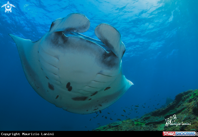 A Reef manta 