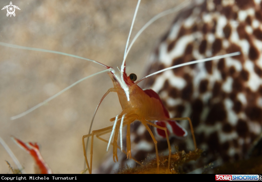 A Scarlet striped cleaning shrimp on a moray eel