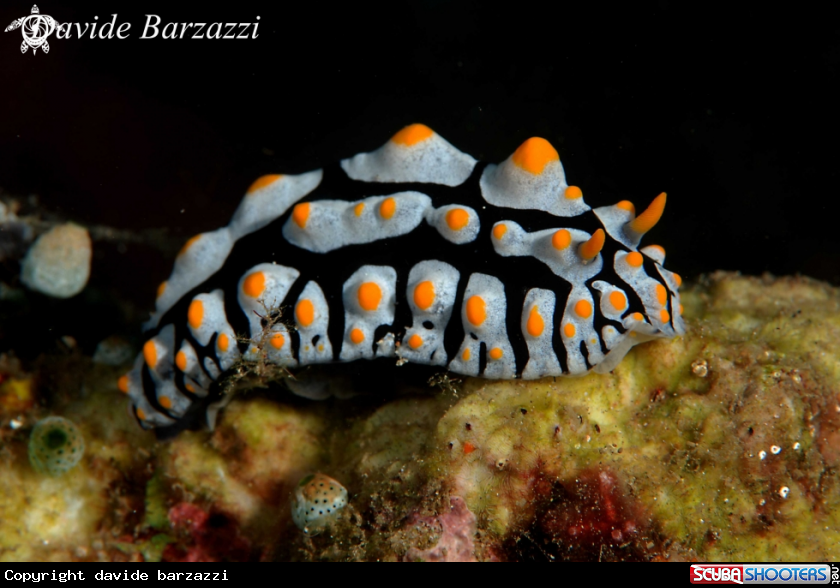 A Phyllidia varicosa