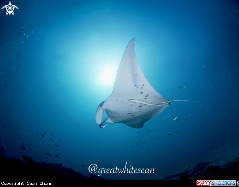 A Manta Ray