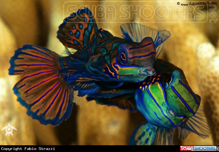 A Mandarin fish