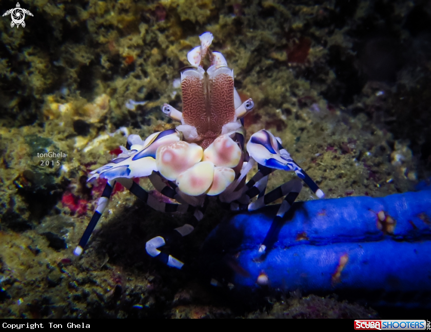 A Harlequin Shrimp