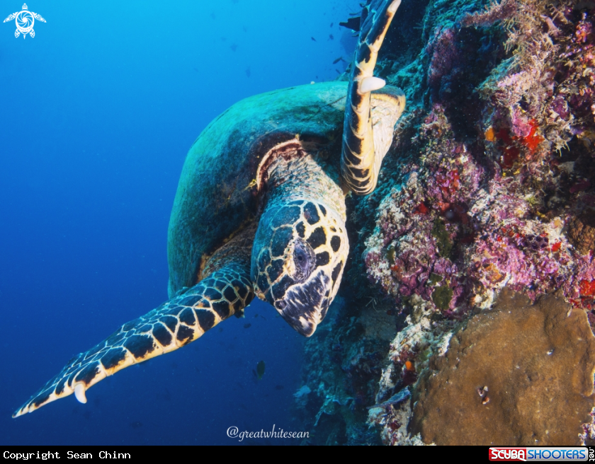 A Hawksbill Turtle