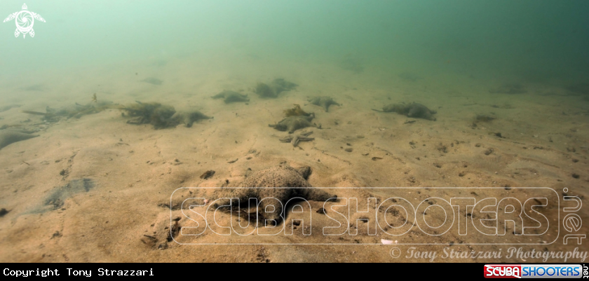 A Sea stars