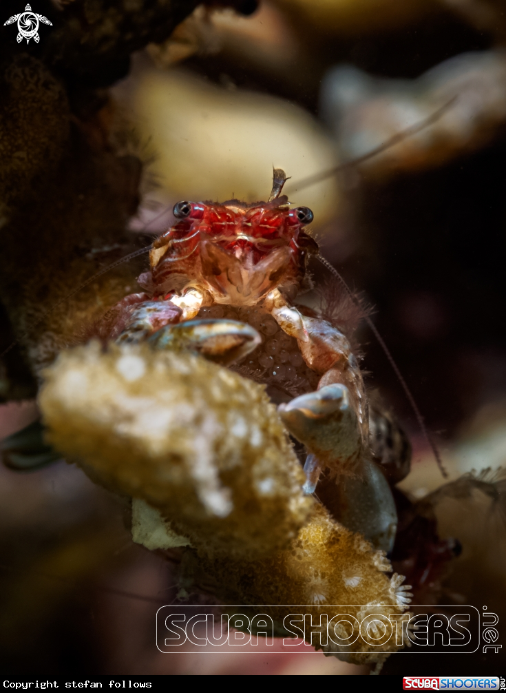 A Porcelain Crab