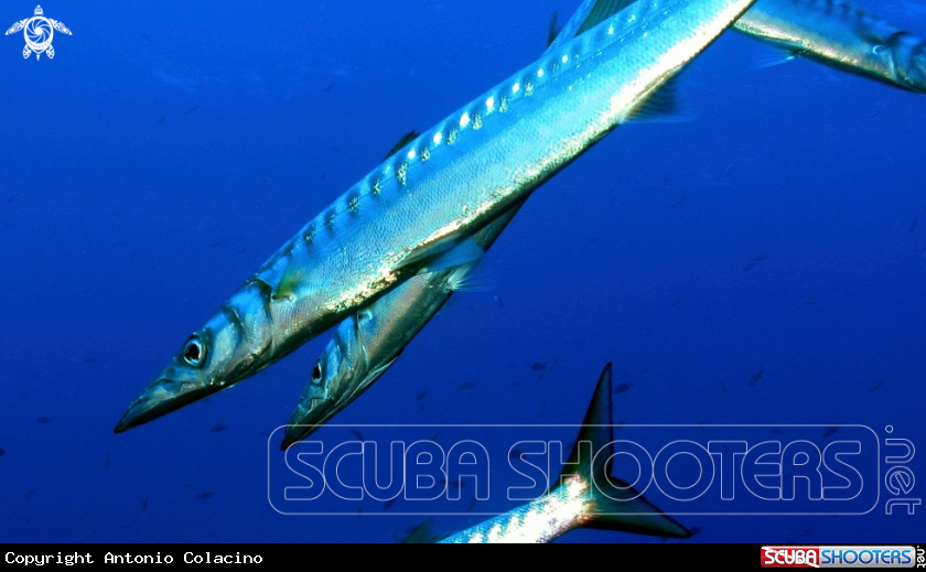 A Barracuda