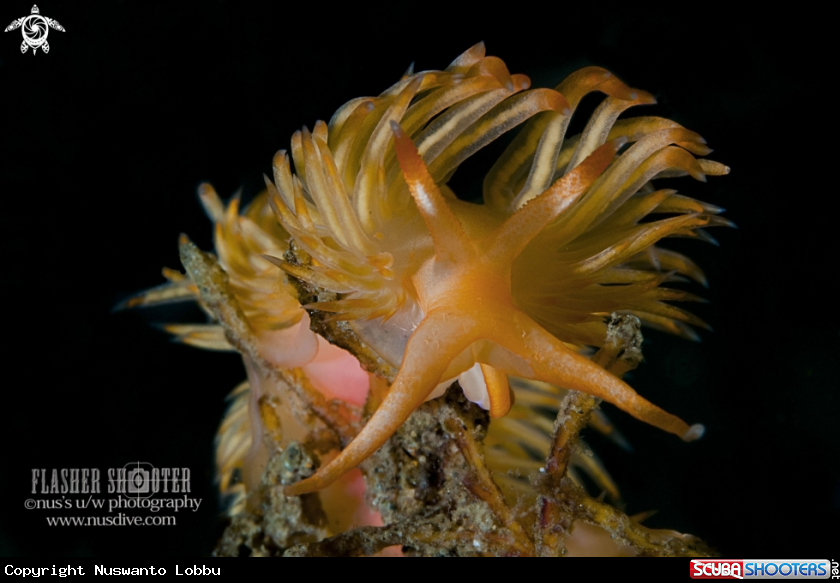 A Nudibranch Sakura