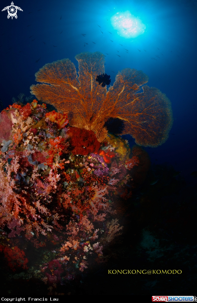 A  Gorgonians